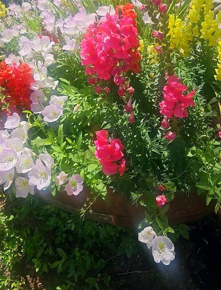 Pink and yellow snapdragons with pale evening primrose spilling over the copper planter