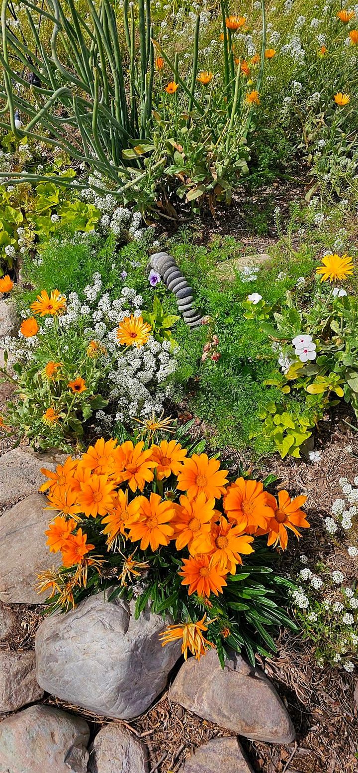 Bright orange gazanias, calendula and sweet alyssum among river stones