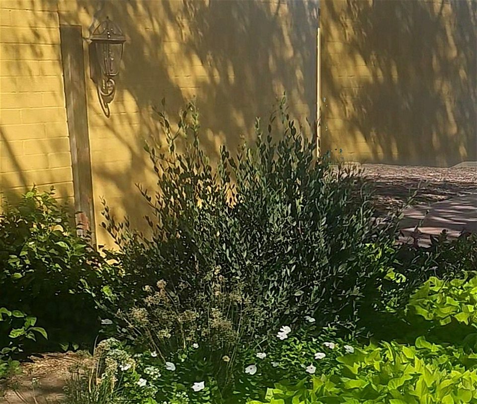 The jojoba bush growing against the spa's yellow wall, with white vinca and sweet potato vine at its feet