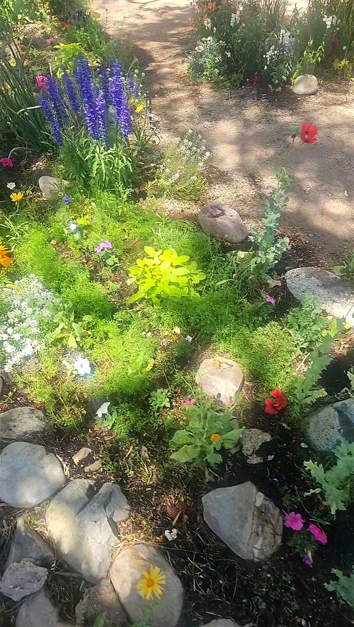 Blue larkspur, petunias and calendula along a shaded garden path