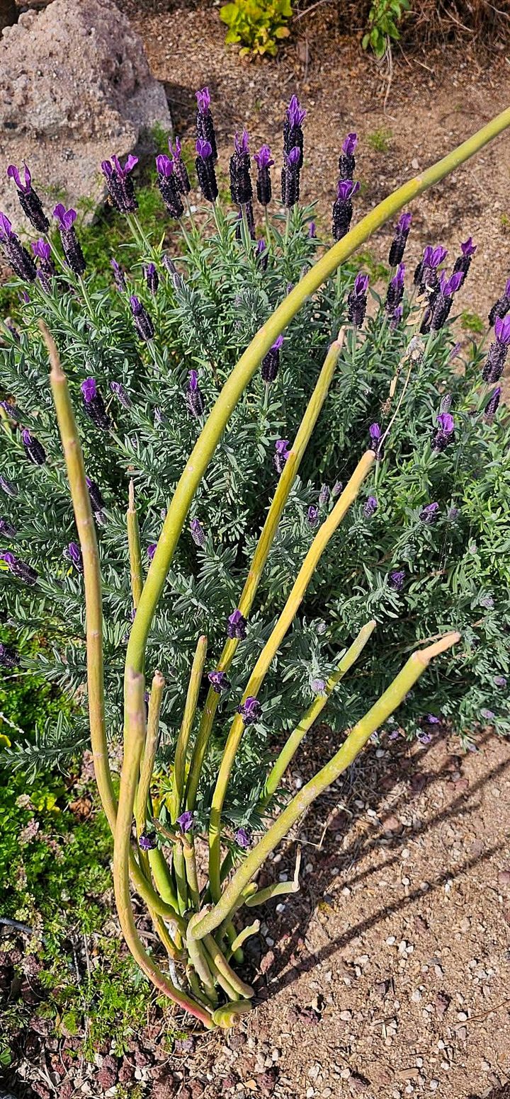 Spanish lavender in bloom beside a pencil cactus
