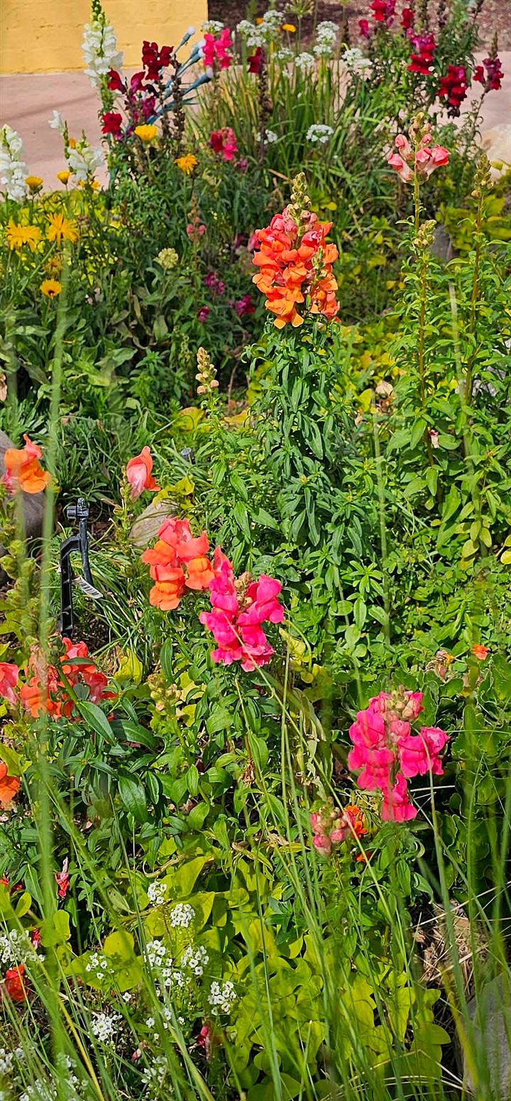 Orange, coral and pink snapdragons