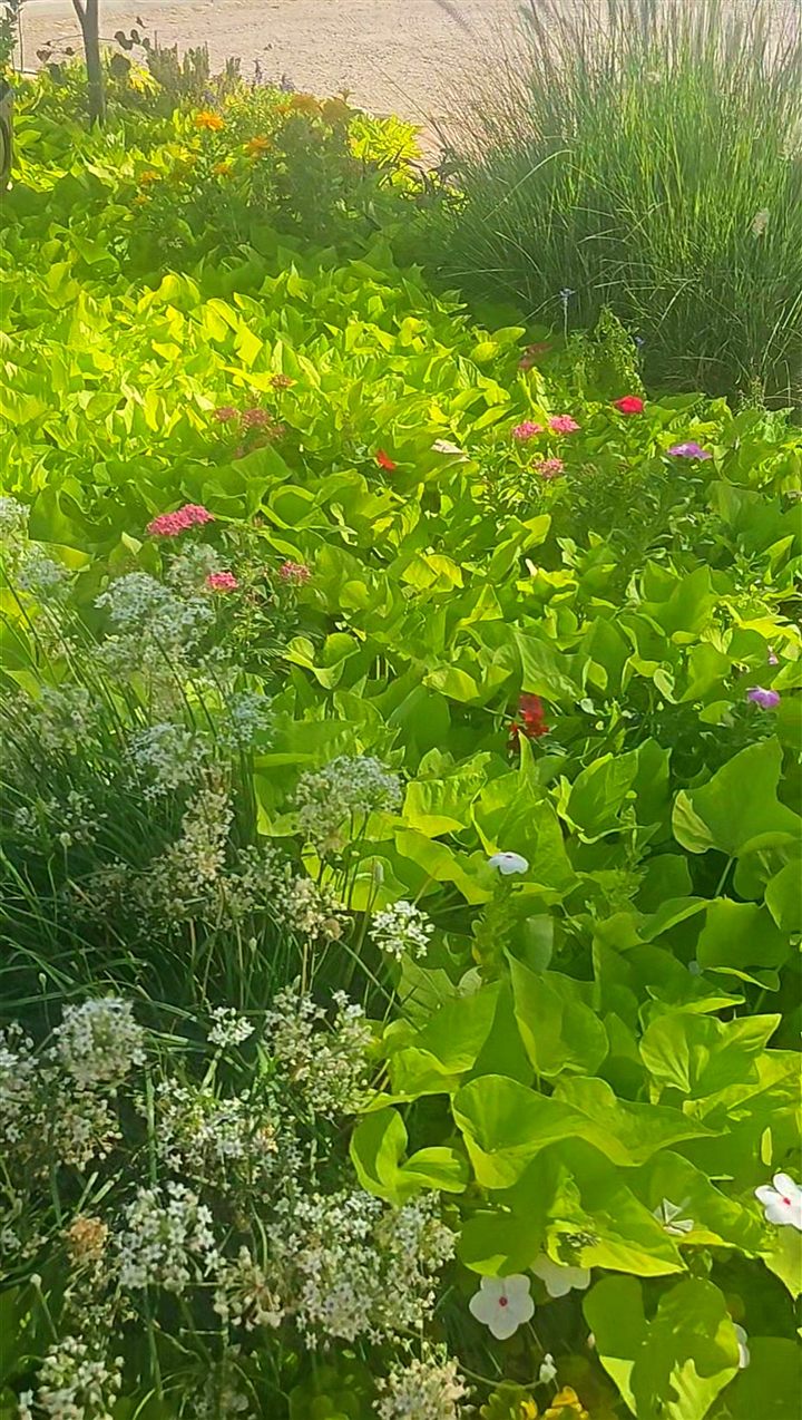 Lime-green sweet potato vine with garlic chives and small pink blooms